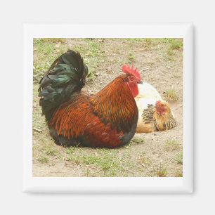 Imán Familia feliz - Magnate de gallo y pollo de 2"