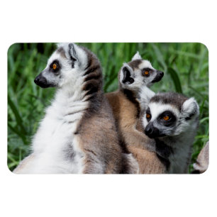 Imán Familia Lemur