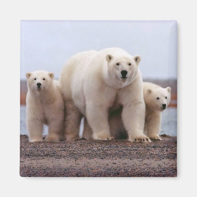 Imán Familia Oso Polar (Frente)
