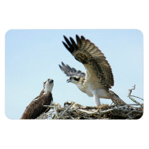 Imán Familia Osprey o hawk Premium Flexi Magnet