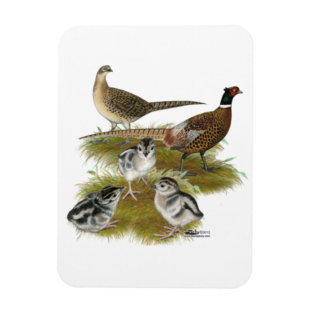 Imán Familia Pheasant Ringneck (Vertical)