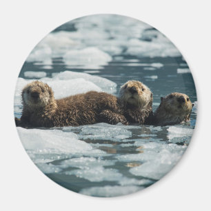 Imán Familia Sea Otter