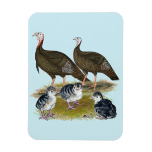 Imán Familia silvestre oriental de los pavos
