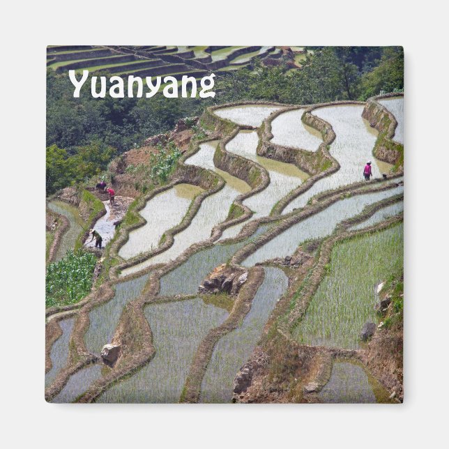 Imán Famosas terrazas de arroz yuanyang - Yunnan, China (Frente)