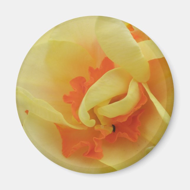 Imán Fancy Daffodil Magnet (Frente)