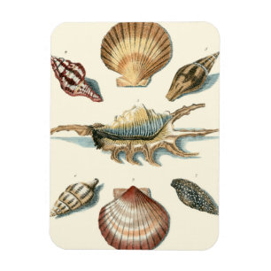 Imán Fancy Shell Beach