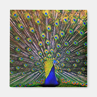 Imán Fanning Peacock