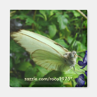 Imán farfalla bianca