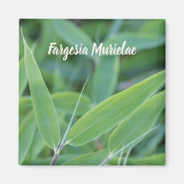 Imán Fargesia murielae Bamboo planta para el regalo de 