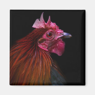 Imán Farms Rooster Head Shot