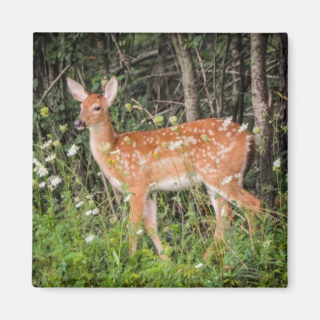 Imán Fawn Baby Deer Woodland Animals (Frente)