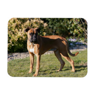 Imán Fawn Boxer Dog Standing