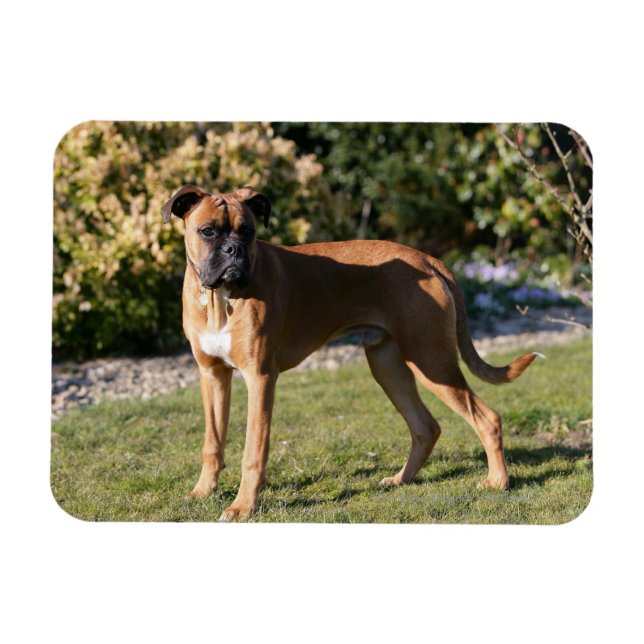 Imán Fawn Boxer Dog Standing (Horizontal)