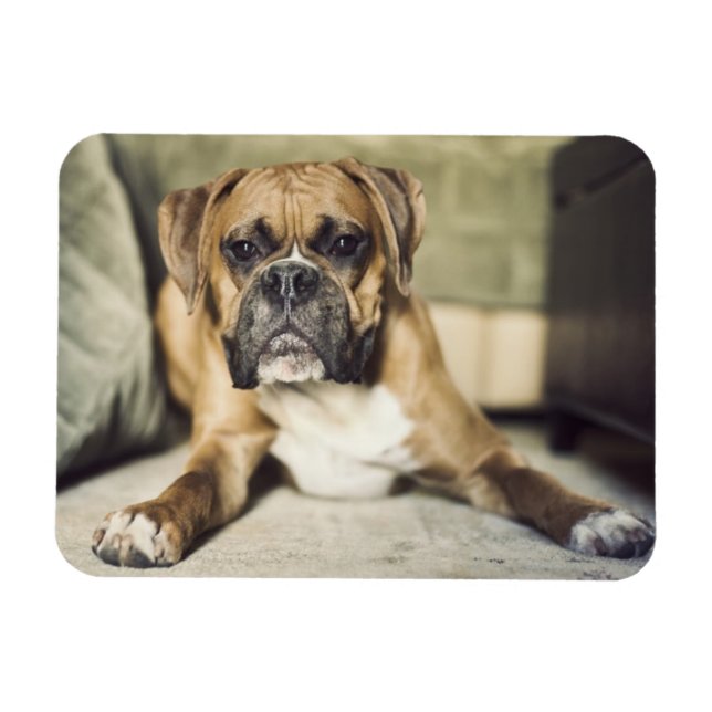 Imán Fawn Boxer Pup (Horizontal)