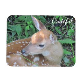 Imán Fawn Gratitud