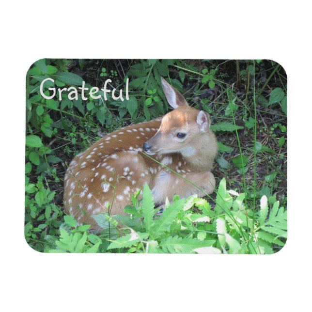 Imán Fawn Gratitud (Horizontal)