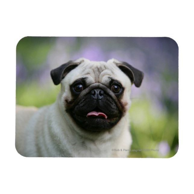 Imán Fawn Pug en alerta (Horizontal)
