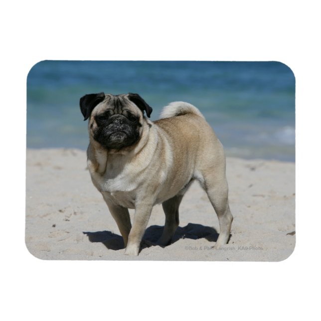 Imán Fawn Pug en la playa (Horizontal)