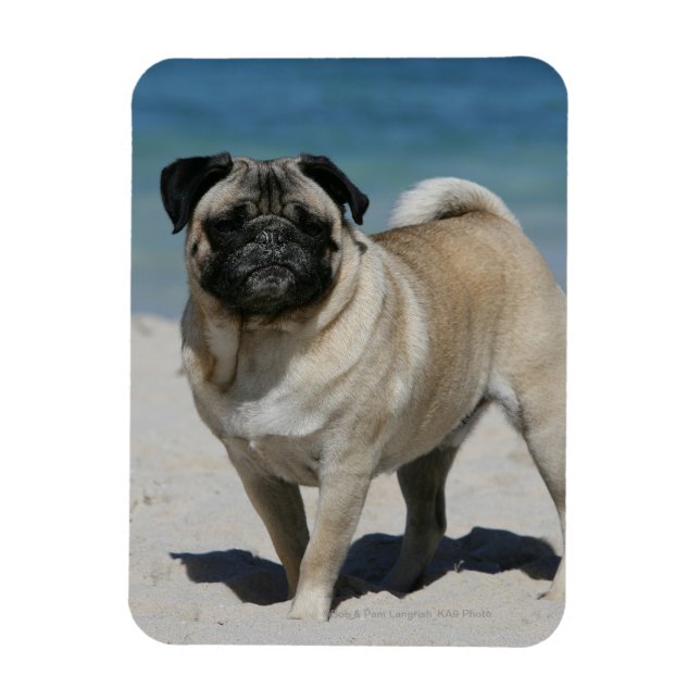 Imán Fawn Pug en la playa (Vertical)