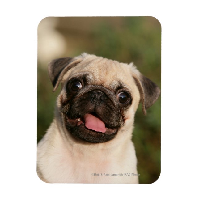 Imán Fawn Pug Puppy (Vertical)