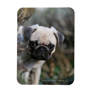 Imán Fawn Pug Puppy Headshot