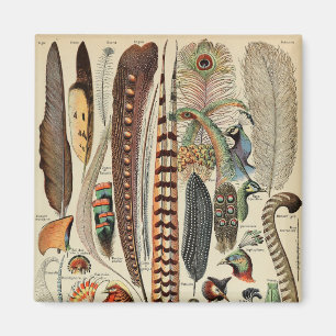 Imán Feather Bird Wildlife Antigüedades Feathers
