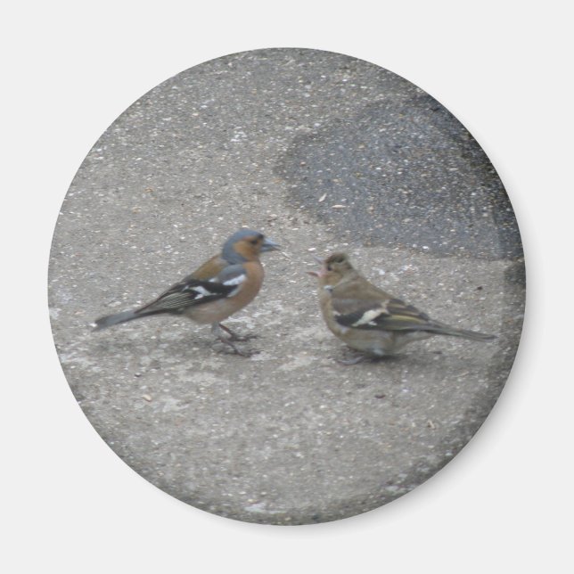 Imán Feed Me Chaffinch Magnet (Frente)