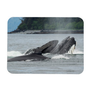 Imán Feeding Humpback Whales