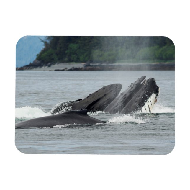 Imán Feeding Humpback Whales (Horizontal)