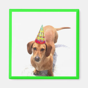 Imán Feliz cumpleaños, Dachshund Magnet
