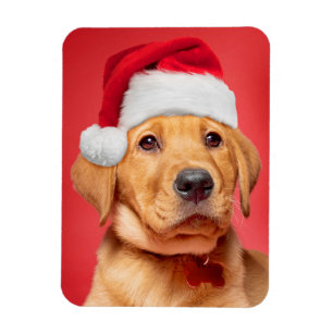 Imán Feliz Navidad, Copía de Labrador en Santa Hat