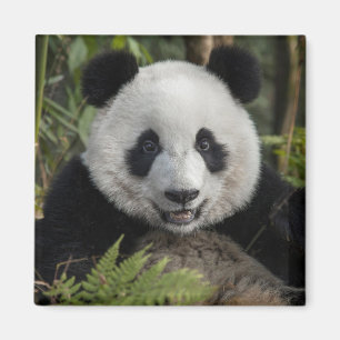 Imán Feliz panda joven, China