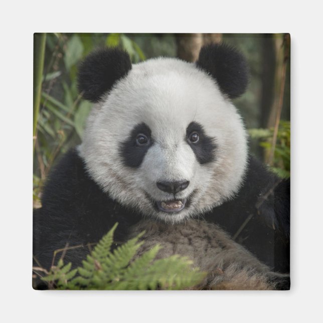 Imán Feliz panda joven, China (Frente)