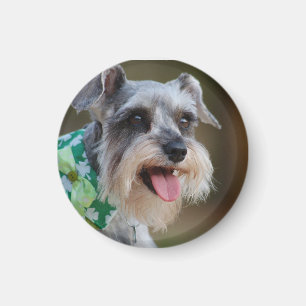 Imán Feliz Schnauzer Puppy en miniatura