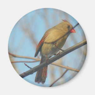 Imán Female Cardinal/Bird