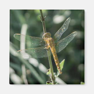 Imán Female Keeled Skimmer Dragonfly