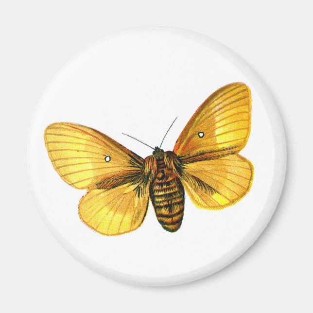 Imán Femenino de Bombyx (Frente)