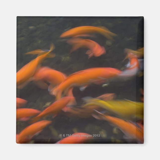 Imán Feng Shui cree que los peces koi traen buena suert (Frente)