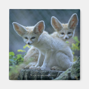 Imán Fennek (Vulpes zerda) W �_stenfuchs, Fennec