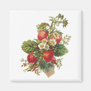 Imán Fenómenos de fresa en flor