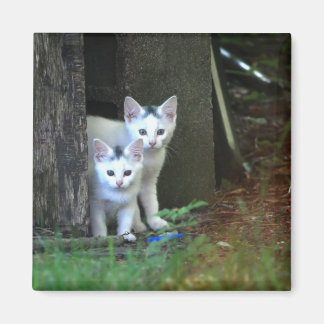 Imán Feral Kittens