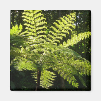 Imán Fern arbolado en la selva tropical