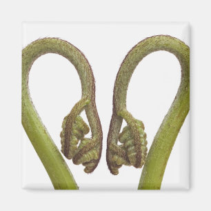 Imán Fern brotes 2