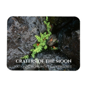 Imán Fern Creciendo en Lava, Cráteres de la Luna, Idaho