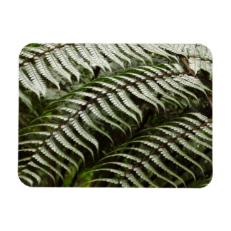 Imán Fern Fronds II Naturaleza verde oscura