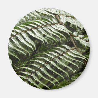 Imán Fern Fronds II Naturaleza verde oscura