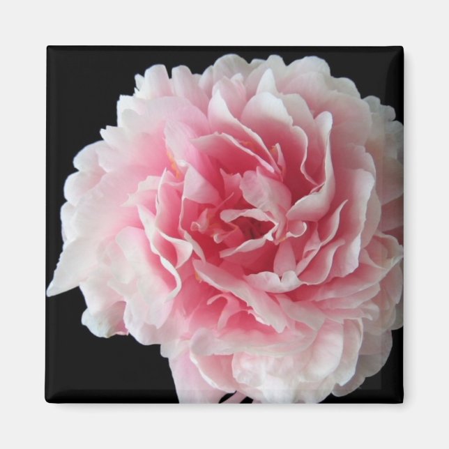 Imán Fern Peony Square Magnet (Frente)