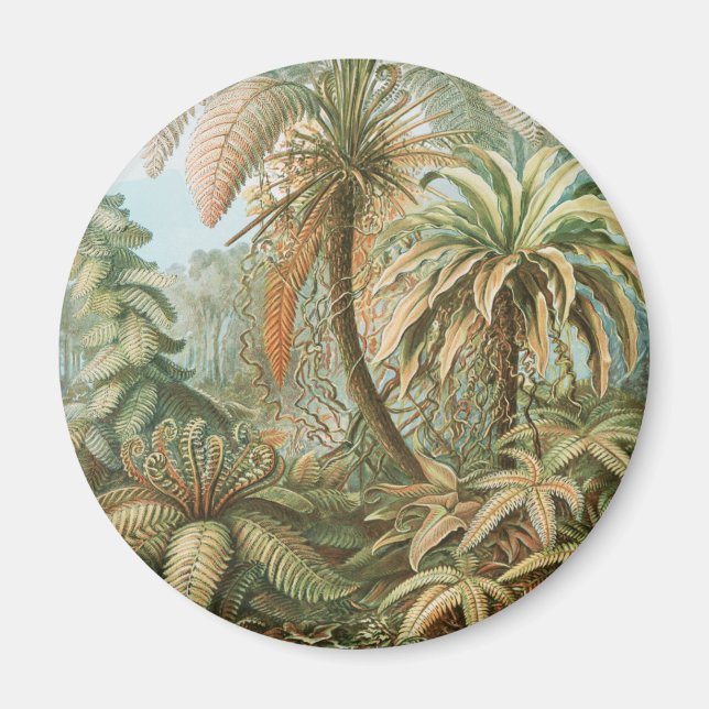 Imán Fernés, Filicinae Laubfarne por Ernst Haeckel (Frente)