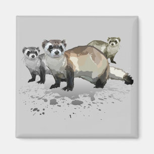 Imán Ferrets