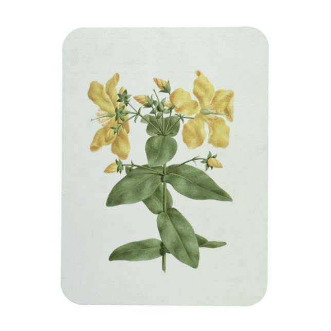 Imán Feto-Fetch (Hypericum quartinianum) (p/c sobre gra (Vertical)